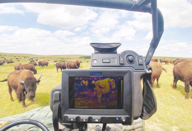 Jeff Martin, Ph.D., drives through a bison herd with his FLIR camera recording temperature data. Photo by Jeff Martin/TAMU AgriLife