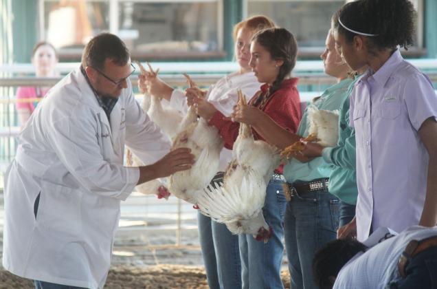 Dr. Craig Coufal judged local Broilers Wednesday morning. Photo by Mitchell Pate.
