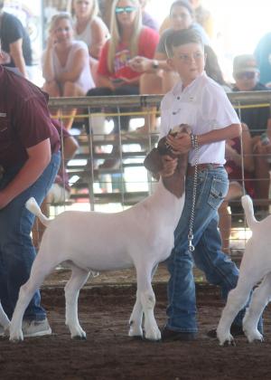 Landon Morrison of Fairfield FFA shows his goat on Wednesday. He won 1st place in his class. Photo by Mitchell Pate.