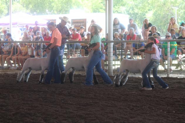Local Lamb projects were on display during Wednesday's proceedings. Photo by Mitchell Pate.