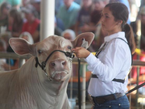 Paisley Lewis of Fairfield FFA shows her steer on Thursday evening. Photo by Mitchell Pate.