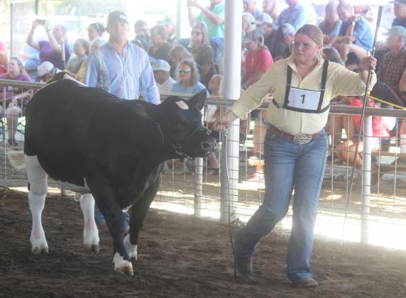 Rachel Lewis of Fairfield FFA walks her steer around the ring on Thursday evening. She won her class and is third in the sale order. 