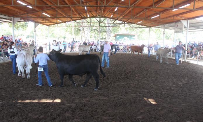 Exhibitors walk their steer around the show ring on Thursday evening. A large crowd gathered for the annual steer show. Photo by Mitchell Pate.