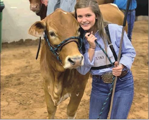 Blood, sweat and steers for Fairfield HS FFA