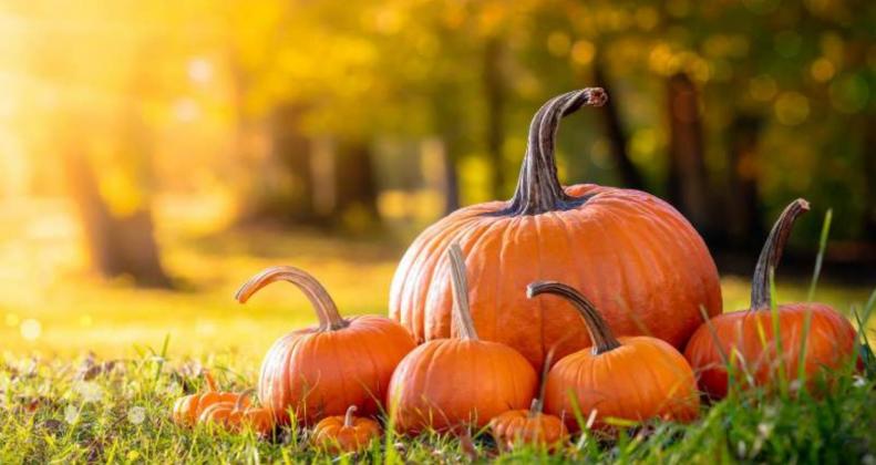 Your pumpkin crop can be used in a variety of ways this October. Photo courtesy of Texas A&amp;M AgriLife