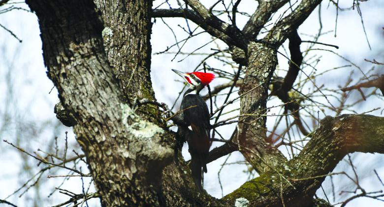 A pileated woodpecker caws recently at Fairfield Lake State Park. The pileated woodpecker is one of several wildlife species that are trying to be preserved by several wildlife enthusiasts and groups since the park was closed to the public on Tuesday after 50 years of public use. Photo courtesy of Mildred Hempel