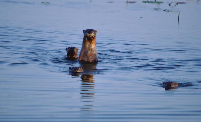 A group of river otters recently swim in the waters of Fairfield Lake State Park. The river otter is one of several wildlife species that are trying to be preserved by several wildlife enthusiasts and groups since the park was closed to the public on Tuesday after 50 years of public use. Photo courtesy of Mildred Hempel