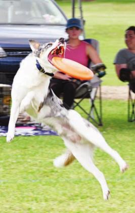 ABOVE, RIGHT: A pup turns around in mid-air to snatch the disc during the UpDog state championship held on Friday in Fairfield. Photo by Mitchell Pate/Fairfield Recorder