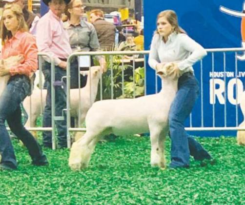 Ellie Grissett shows at the Houston Livestock Show right before COVID-19 hit. Grissett was elected to serve as Secretary for the Fairfield FFA this year. Contributed Photo